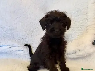 Mixed Breed dogs Beautiful little schnoodle puppies - Advert 15