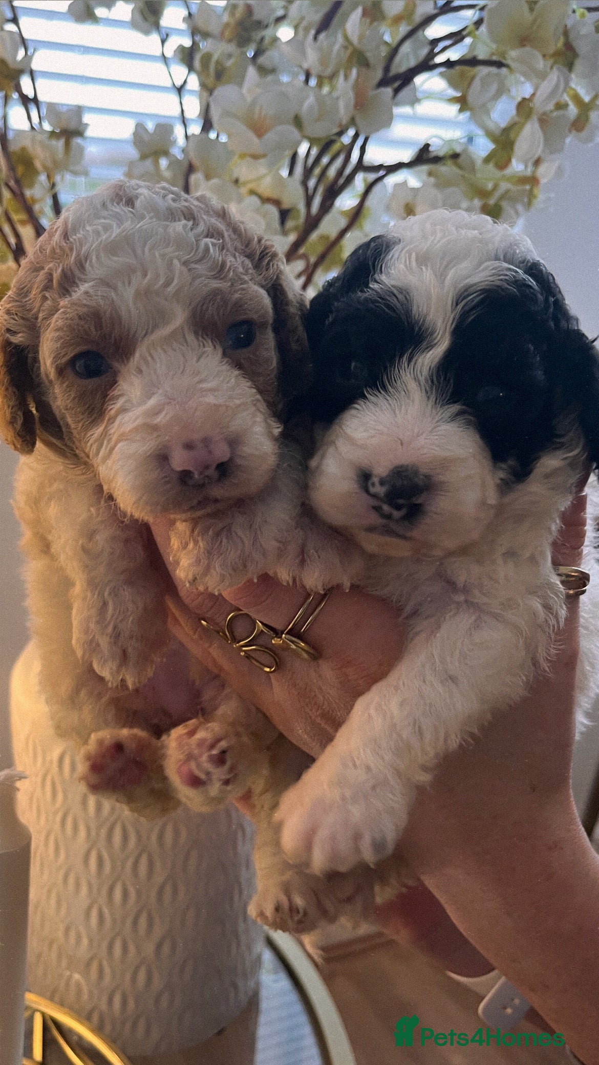 Cockapoo dogs Cockapoo puppies  - Advert 3