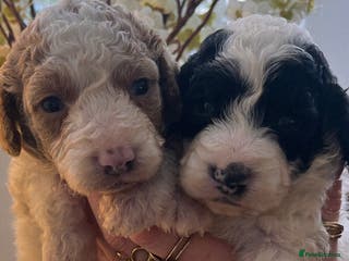 Cockapoo dogs Cockapoo puppies - Advert 4