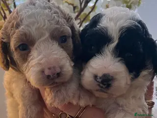 Cockapoo dogs Cockapoo puppies - Advert 10