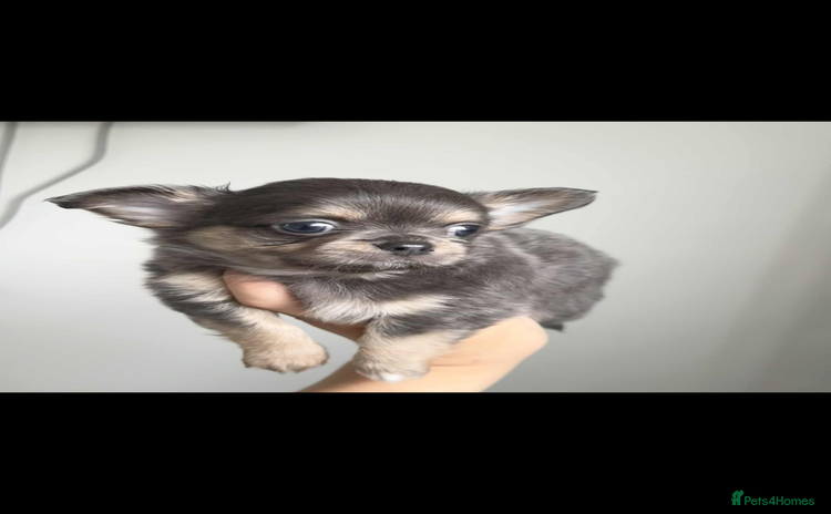 Chihuahua dogs - Advert 2