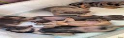 French Bulldog dogs for sale: 5 stunning French bulldogs  in Wokingham - Advert 6