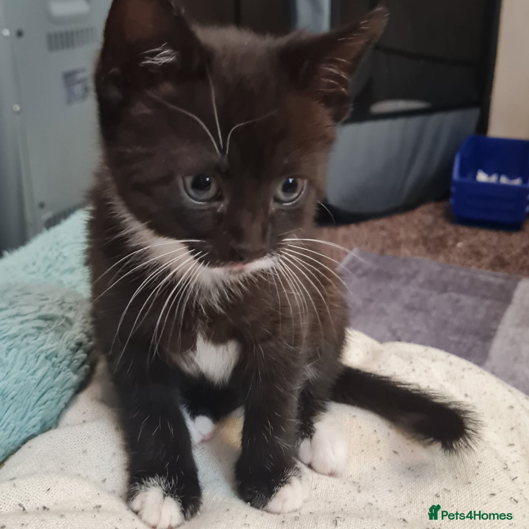 Mixed Breed cats for sale: 2 Beautiful little Boy kittens tabby & black white - Image 25