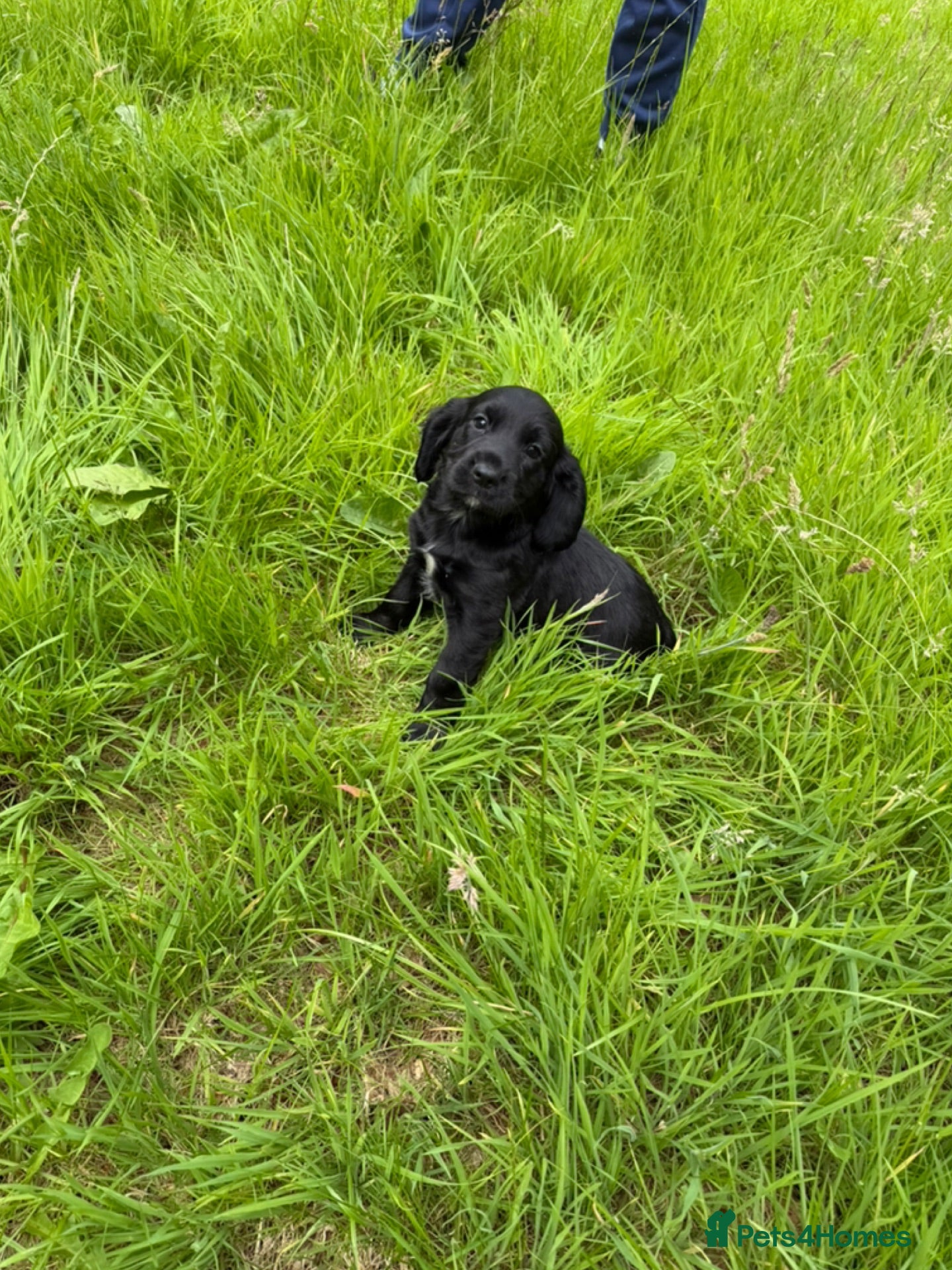 Cocker Spaniel dogs KC Registered Working Cocker Spaniels - Advert 1