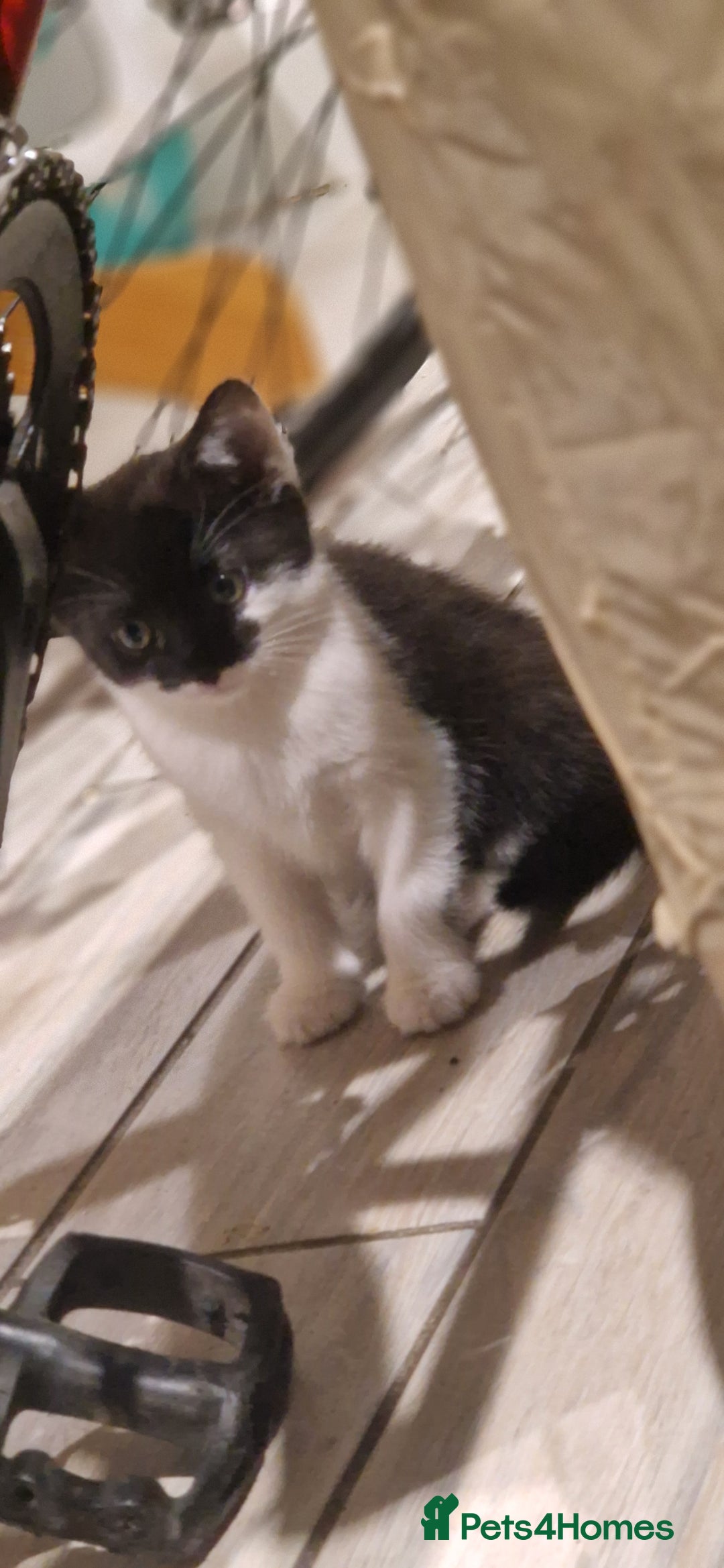 British Longhair cats for sale: Cats British longhair  - Advert 7