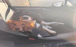 Cockalier dogs for sale: Rehoming Two Young Female Spaniels  - Image 13