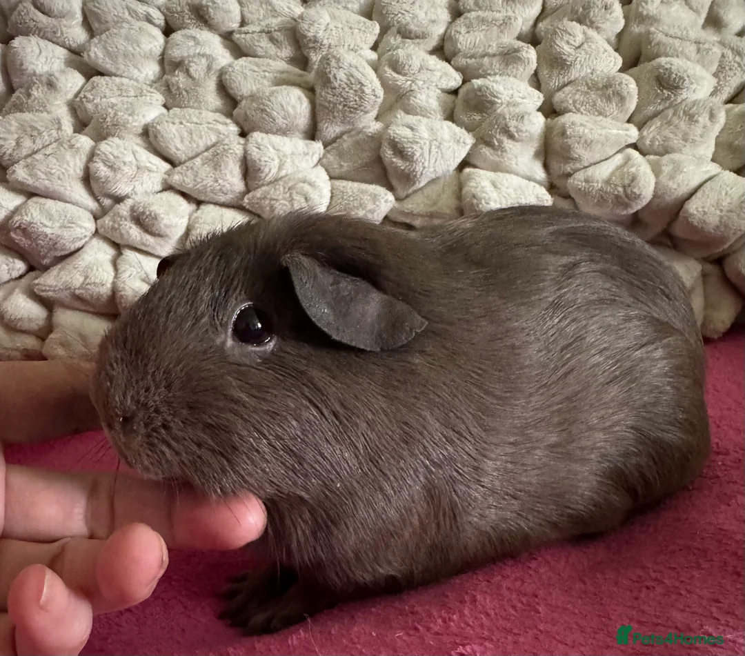 Guinea Pig rodents for sale: Guinea pig Slate sows  - Advert 4