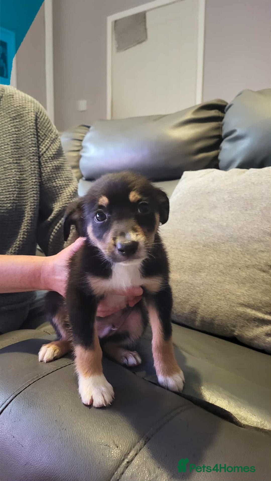 Border Collie dogs for sale: Border collie tri puppies - Image 6
