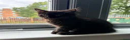 Maine Coon cats for sale: Maine coon kitten - Advert 5