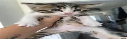 Norwegian Forest Cat cats for sale: 4 fluffy Norwegian Forrest cats  - Advert 4