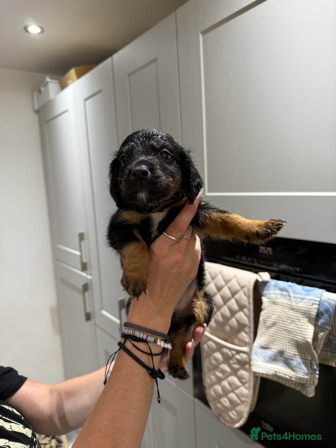 Cocker Spaniel dogs for sale: Cocker x collie pups for sale - Image 6
