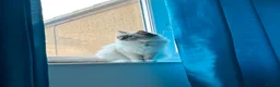Ragdoll cats for sale: Loving Seal Point Ragdoll Looking For a New Home - Advert 21