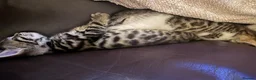 Mixed Breed cats for sale: Bingo Cross Bengal, Maine coon in Holt - Advert 5