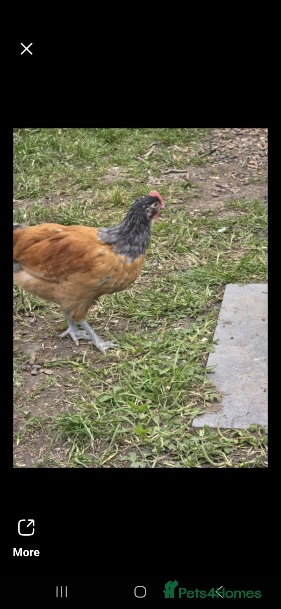 Chickens poultry for sale: Verwork rooster.  in Bradford - Advert 2