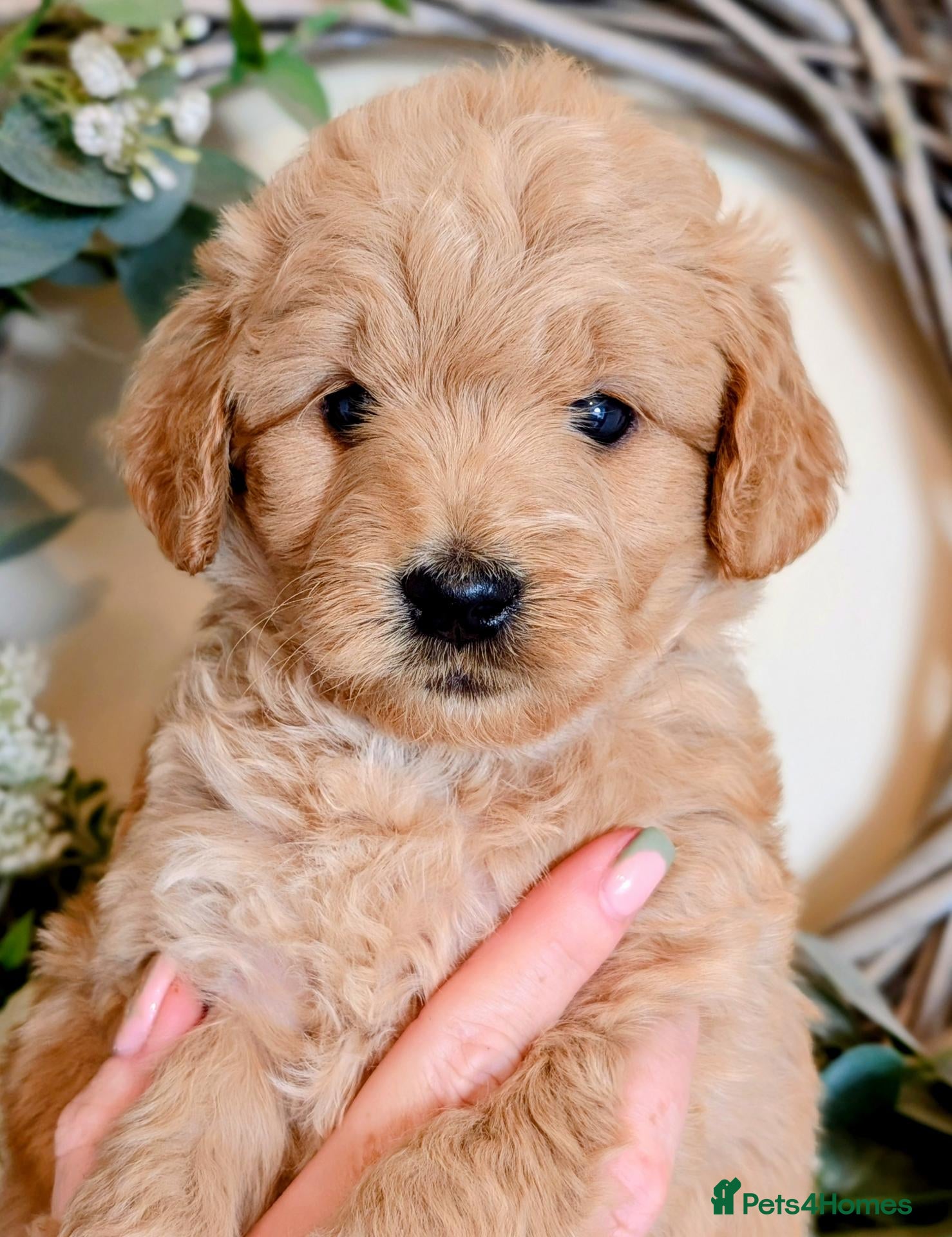 Mini Goldendoodle dogs  F1 GOLDENDOODLE PUPPIES – ready for viewing! 💛🐶 - Advert 1