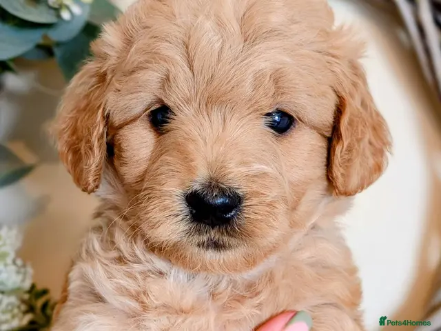 Mini Goldendoodle dogs for sale: F1 GOLDENDOODLE PUPPIES – ready for viewing! 💛🐶 - Advert 1