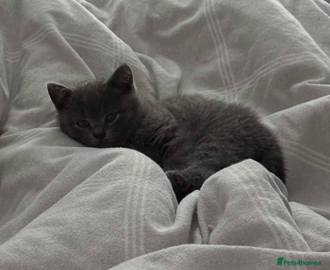 British Shorthair cats for sale: British Shorthair Female - Advert 6