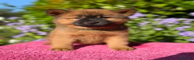 Eurasier 2