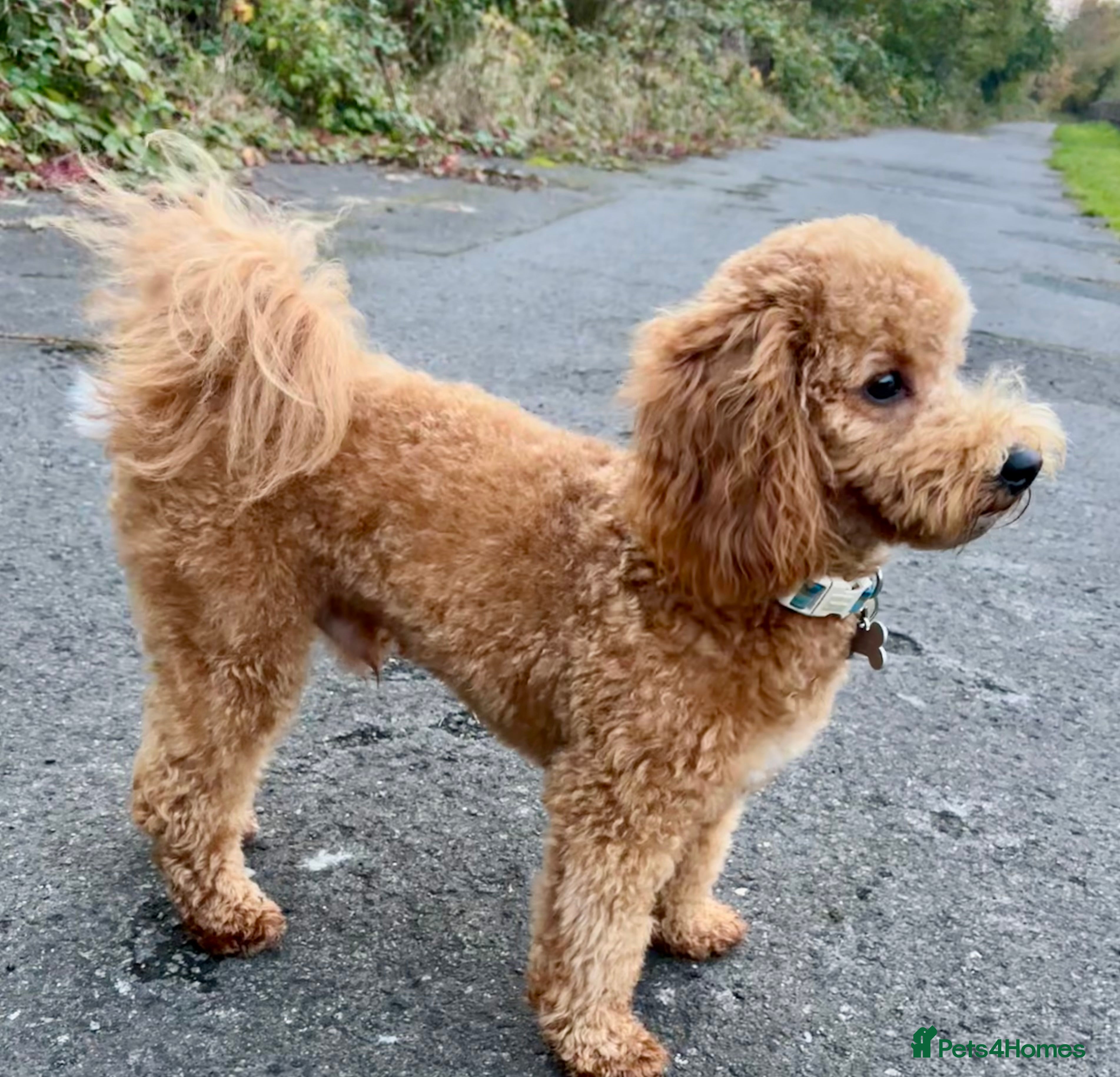 Cavapoo dogs Beautiful Bailey for stud  - Advert 4