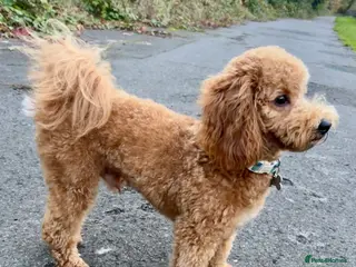Cavapoo dogs Beautiful Bailey for stud - Advert 6