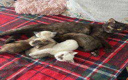 British Shorthair cats for sale: 2 beautiful BritishShorthair Colourpointed❤️‍🔥💝  - Image 2