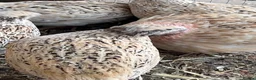 Quail poultry for sale: 2-3 months old breeding male quails  in Worcester Park - Advert 5