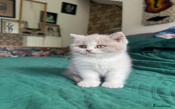 British Shorthair cats for sale: Beautiful litter of British short hair kittens - Image 8