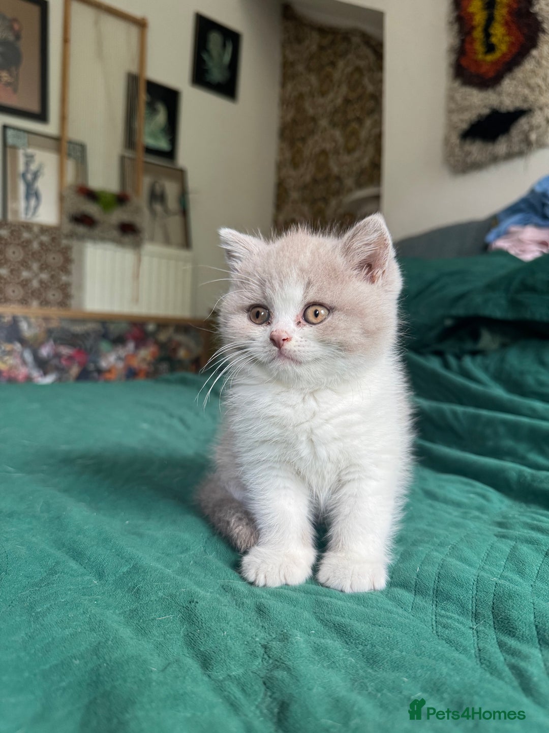 British Shorthair cats for sale: Beautiful litter of British short hair kittens - Image 8