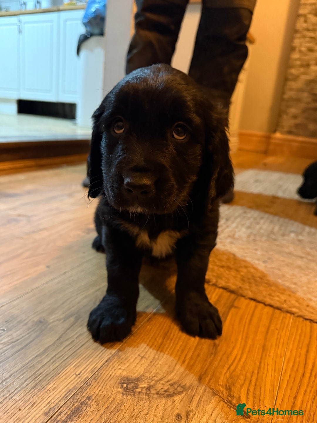 Mixed Breed dogs for sale: Golden Retriever cross Sprollies - Advert 21