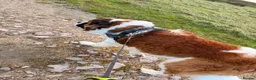 Saint Bernard dogs for sale: Kc registered Saint Bernard pups  - Advert 3