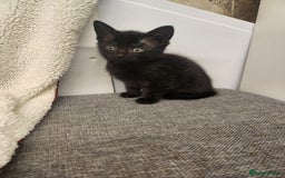 Mixed Breed cats for sale: Kittens for sale  - Image 3