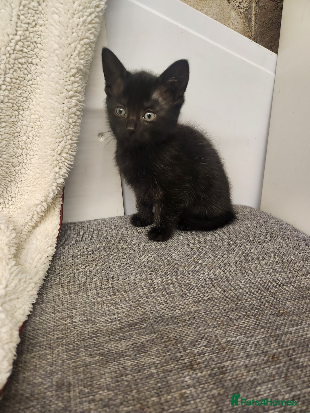Mixed Breed cats for sale: Kittens for sale  - Image 3