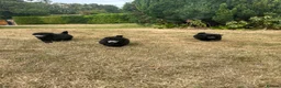 Toy Poodle dogs for sale: TOY POODLE PUPPIES, KC REG, PRA CLEAR, SILVER,BLUE in Prenton - Advert 8