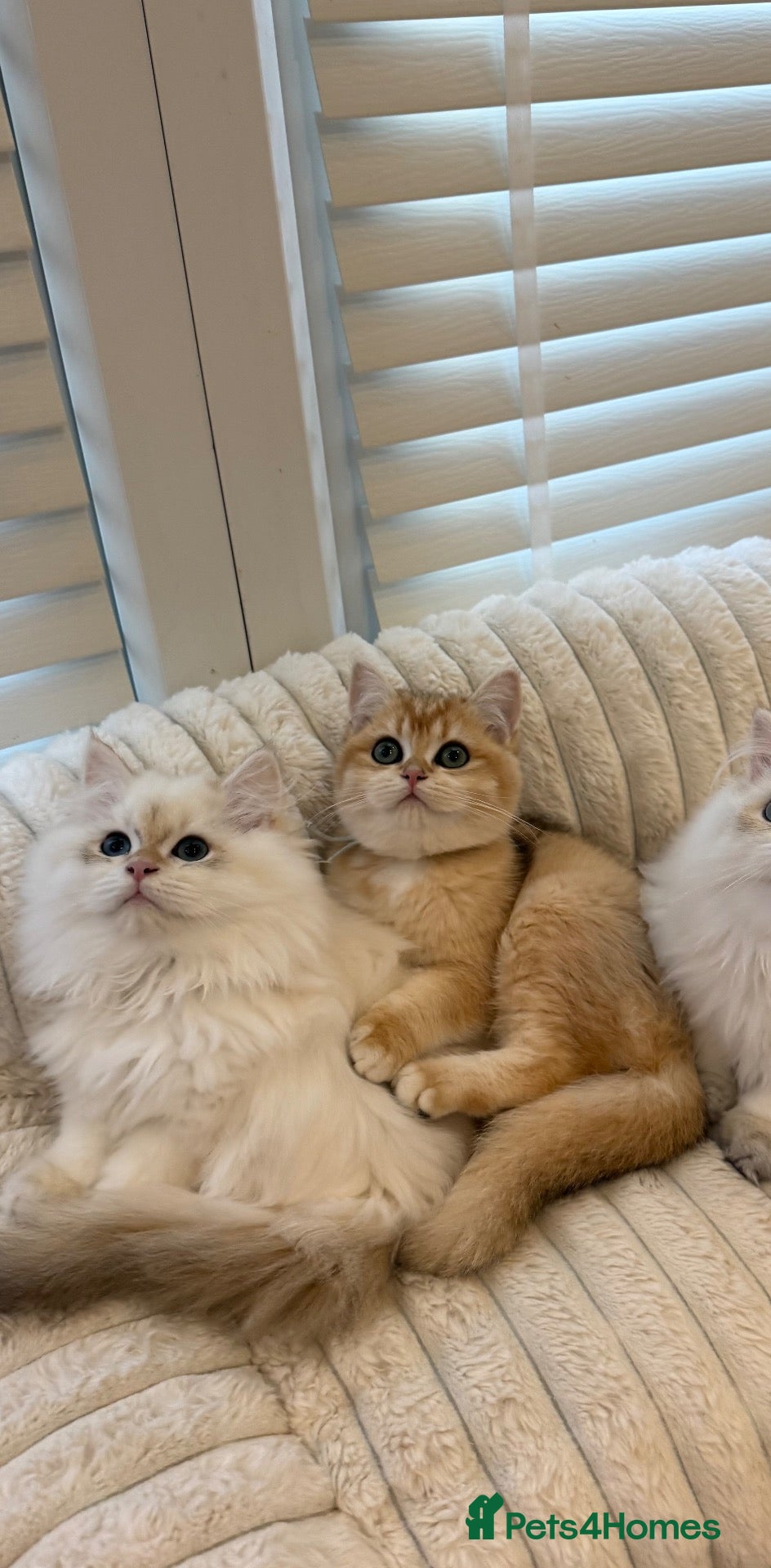 British Longhair cats Vet bred teddybear lap cats gccf - Advert 13