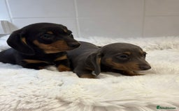 Miniature Dachshund dogs for sale: 2 stunning miniature dachshund puppy’s  - Image 34