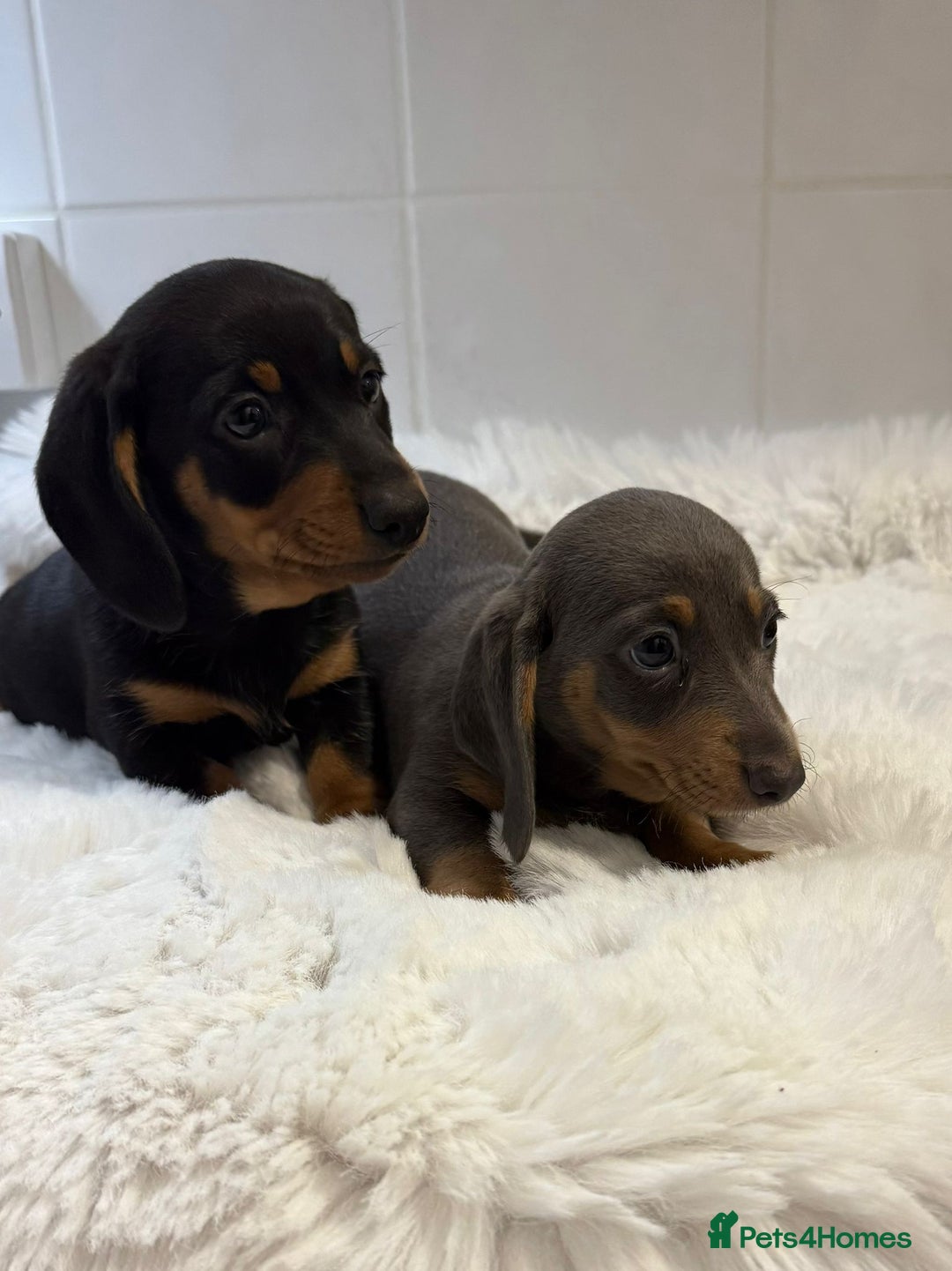 Miniature Dachshund dogs for sale: 2 stunning miniature dachshund puppy’s  - Image 34