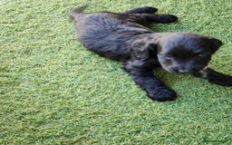 Sprocker dogs for sale: SPROCKER PUPPIES  - Image 10