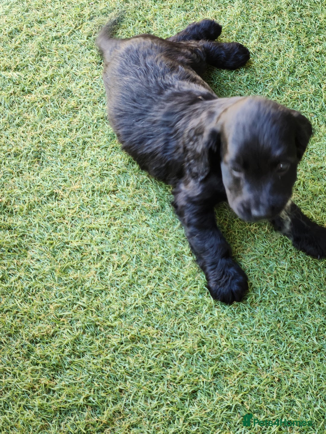 Sprocker dogs for sale: SPROCKER PUPPIES  - Image 10