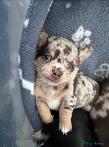 Chihuahua dogs Adorable Chihuahua Puppies – 1 Boy & 1 Girl - Advert 7