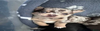 Chihuahua 1