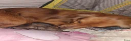 Dachshund dogs for sale: Minature daschund beautiful puppies - Advert 5