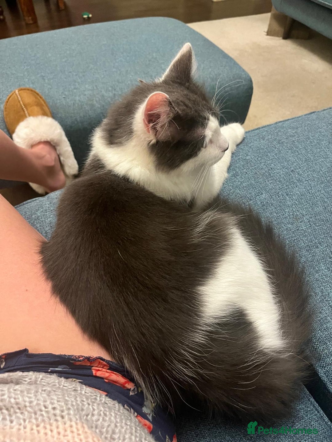 Mixed Breed cats for adoption: Floyd - Advert 7