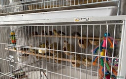 Canaries birds for sale: Bird Cage and Birds - Image 3