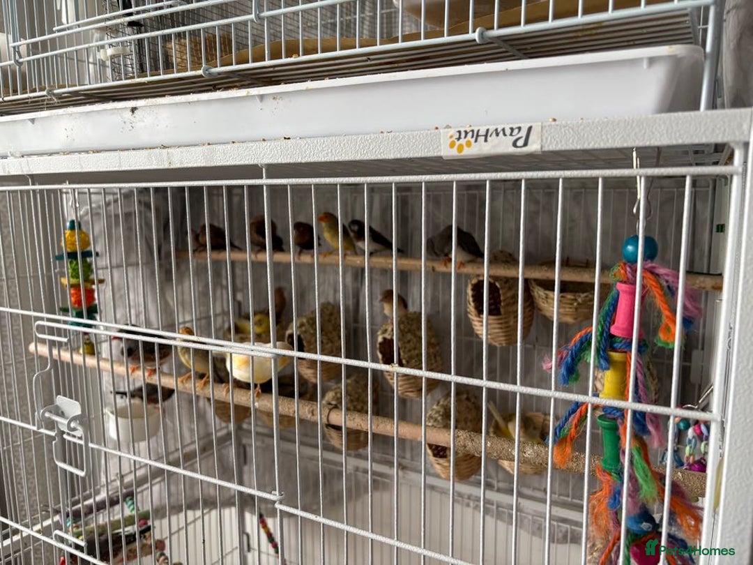Canaries birds for sale: Bird Cage and Birds - Image 3