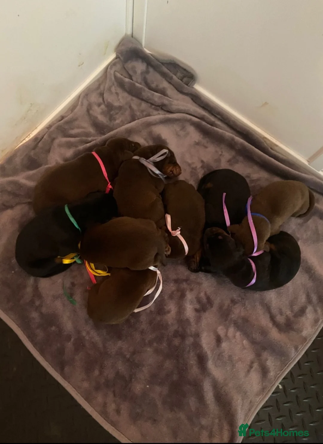 Dobermann dogs for sale: Doberman puppies European parents  - Advert 3