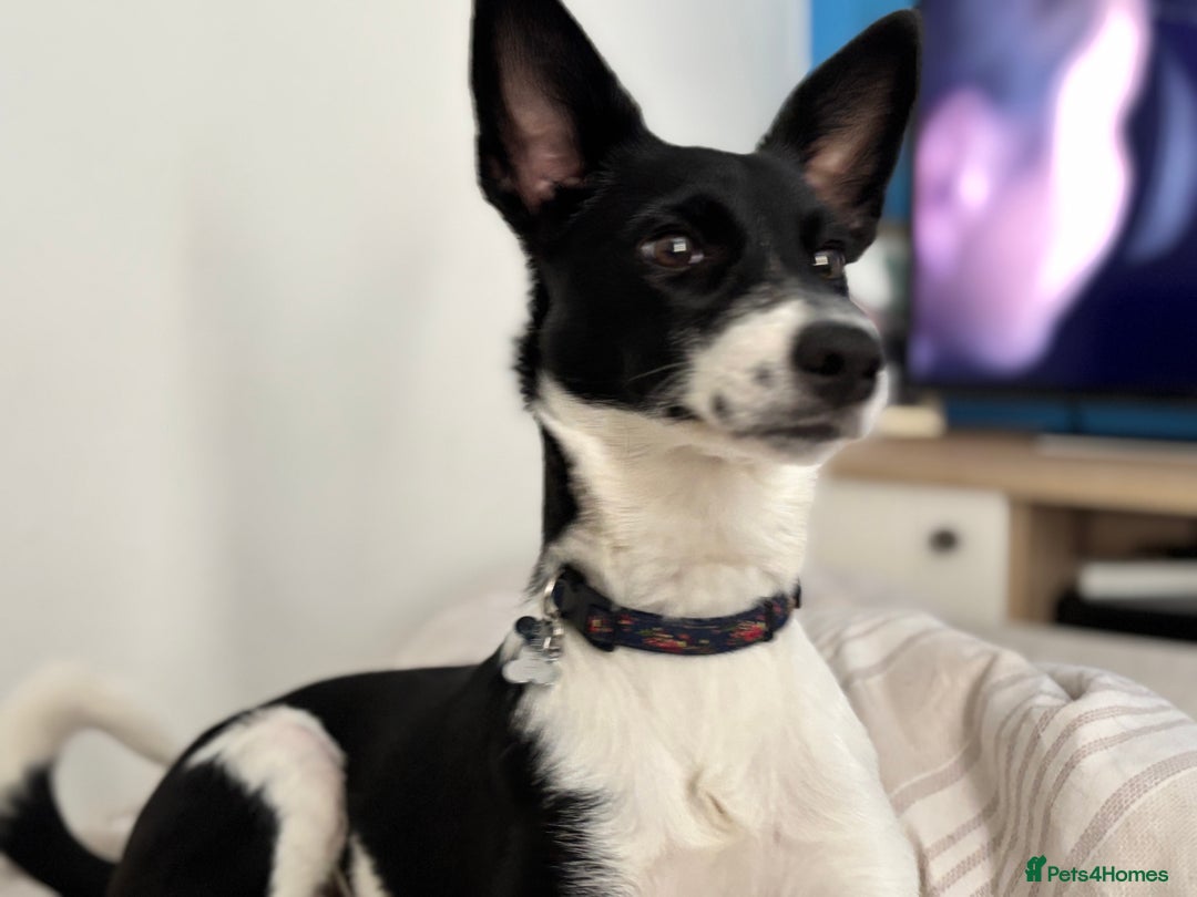 Mixed Breed dogs for sale: Poppy  - Advert 16