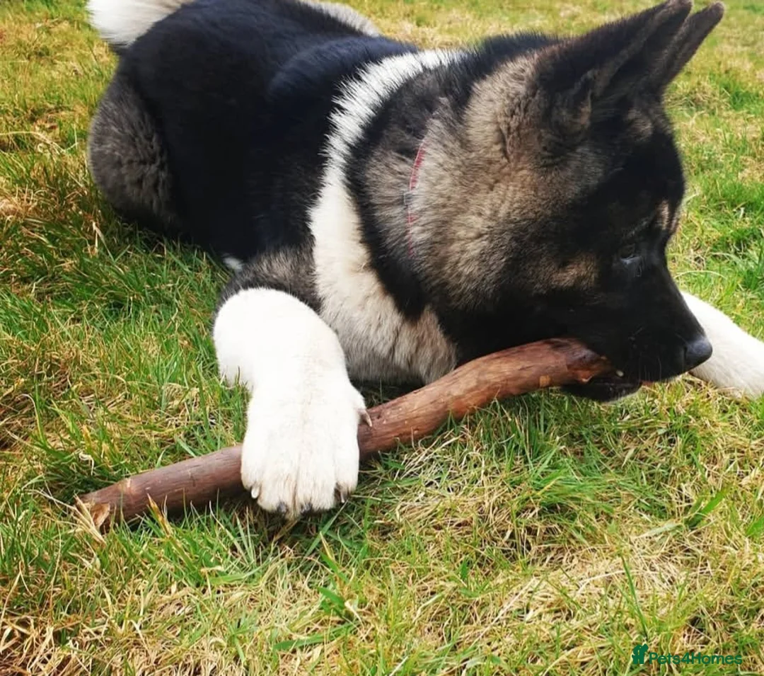 Akita dogs for sale: CHAMPION SHOW potential KC REG AKITA PUPPIES   - Advert 11