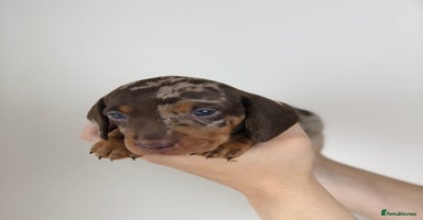 Miniature Dachshund dogs - Advert 18