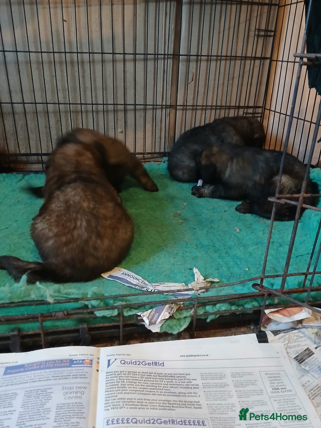 Leonberger dogs for sale: Leonberger boys available  - Advert 6