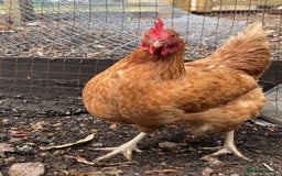 Chickens poultry for sale: 7 HYBRID HENS FOR SALE  - Image 5